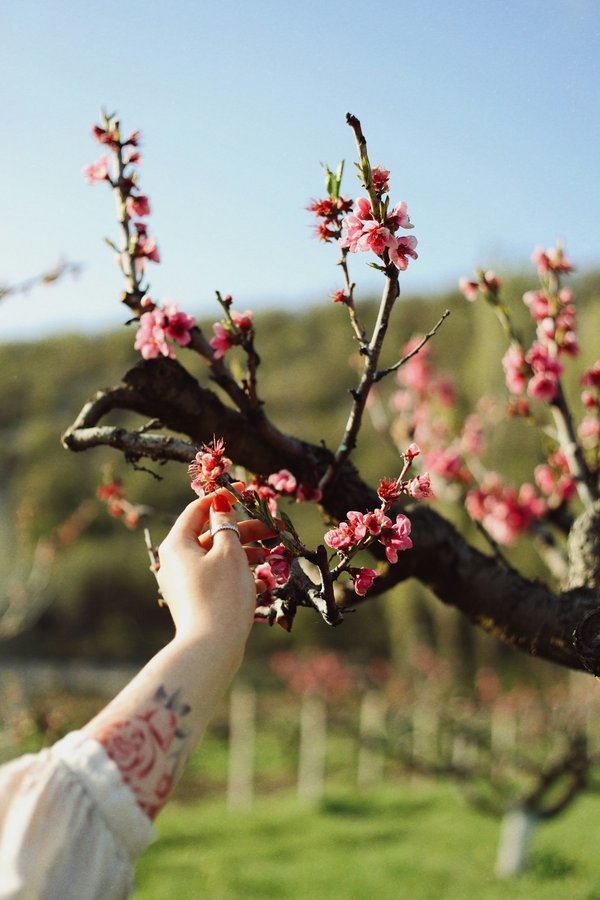 Tatouage fleur de cerisier : Inspiration et signification